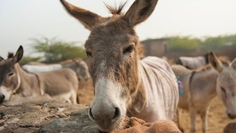 British Couple On Mission To Save India's Overworked Donkeys