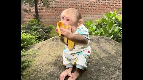 A Little Monkey Enjoys Healthy Fruits