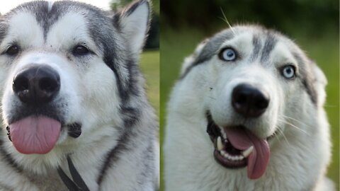 Guilty Husky Tries To Blame Other Dog! Funny 😂😂😂