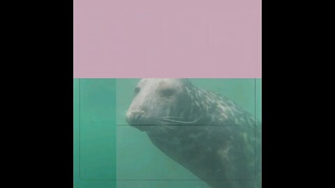 Grey Seal documentary #sealife #animals #wildlife #viral #new #shorts #subscribe #shortsvideo