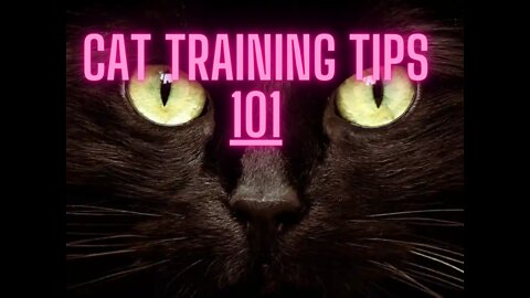 How to train cats 101 TIPS!!!