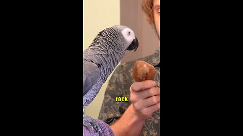 Intelligent Grey Parrot