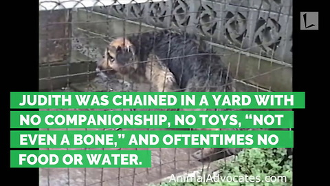 Dog Chained for 10 Years Found Lying in Frozen Mud, Owners Offered $50 to Put Her Down