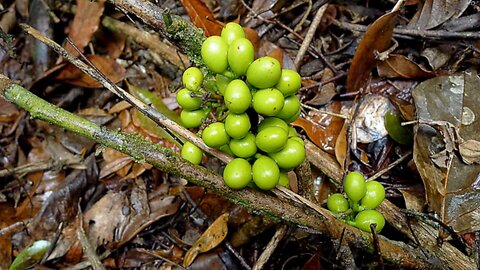 Abútua ( Chondrodendon platiphyllum ) serve para tratamento de menstruação atrasada