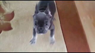 Little French Bulldog guarding his family