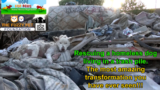 A homeless dog living in a trash pile gets rescued, and then does something amazing! Please share.