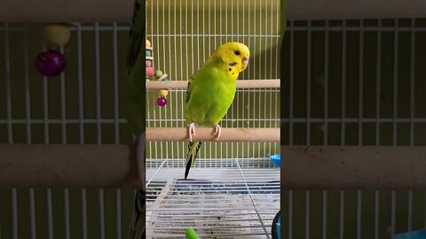 Budgie Showing Off 😍 #shorts #budgies #animals