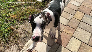 Training 15 week old Great Dane Puppy To Come