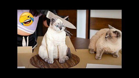 Cat 🐈 funny video full 🤣 Entertainment Don't Try Laughing 🤣