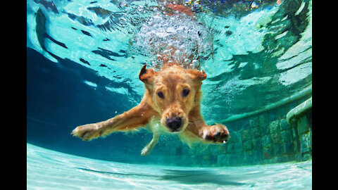 Teach your dog how to swim.