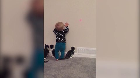 Three Kittens And A Baby Girl Chase A Laser Dot On A Wall