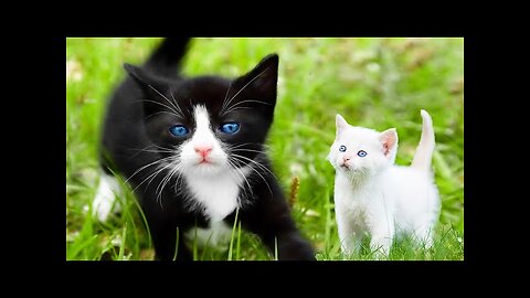 Funny Animals 2024 😂 | Cute Cat And Dog Funny Videos 😸 Part 16