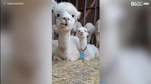 Une maman alpaga et son petit, blottis l'un contre l'autre