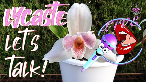 🎤 Lycaste Live Stream Repotting Sesh | Deciduous Evergreen EVERYTHING Lycaste | Care #ninjaorchids