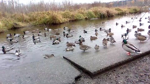 VIEWER REQUEST - BIRDS AT BURNABY LAKE B.C. CANADA