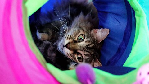 Leia Relaxing in a Tunnel