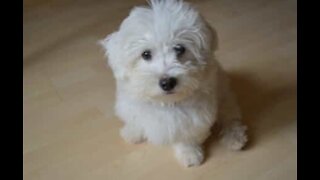 Bichon frisé ha una passione segreta: gli asciugacapelli