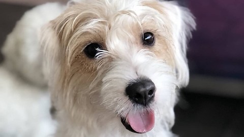 Jack Russell dog welcomes home owner after 3months