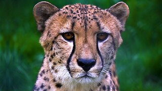 Racing To Save Cheetahs