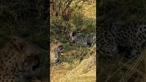 Cheetahs Chewing Bones #shorts | #ShortsAfrica