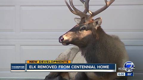 Injured elk refuses to move out of Centennial driveway