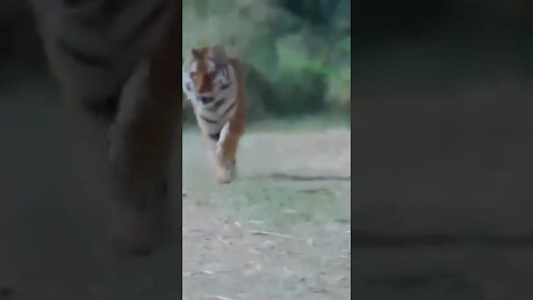 The Most DANGEROUS Big Cat Encounters