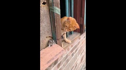 TOM AND JERRY