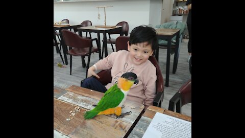 Parrot feeding baby