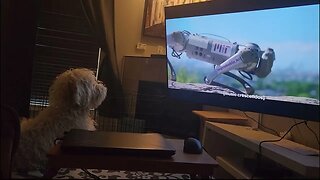 Barkmind Dog TV - 24/7 Channel For Dogs