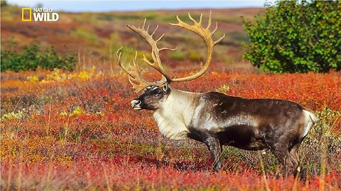 National Geographic Documentary | Alaska Wildlife | BBC Wildlife Animals