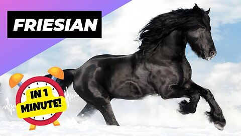 Friesian Horse - In 1 Minute! 🐴 One Of The Most Beautiful Horses In The World | 1 Minute Animals