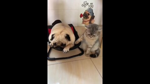 Cute cat and dog video new 2022 it very funny 🤣🤣