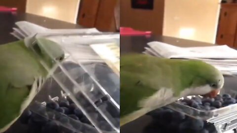 Parrot trying to steal food from the box got stuck