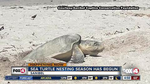 Kemp's Ridley sea turtle found on Sanibel Beach