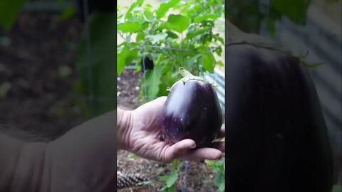 Harvesting eggplant #shorts