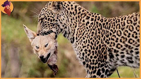 Most Amazing Big Cats Hunting Attack Compilation Cheetah Lions Jaguar Leopard