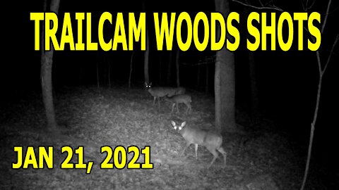 Trailcam Woods Shots - Jan 21, 2021