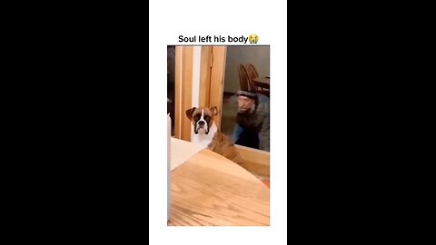 Funny Dog Compilation pt94 _shorts _dog _funnypuppy _petvideos _amazingpets _funny_funnypets_animals