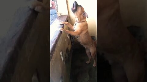 South African Boerboel Dog Barking #dogbarking #doglover #shorts #viral #boerboel #trending