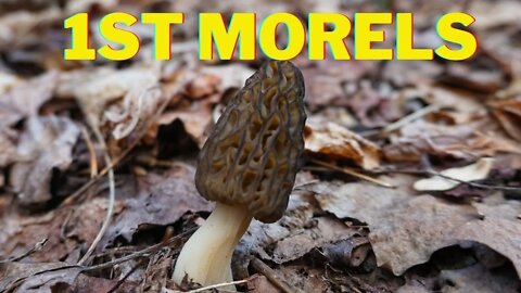 I found the 1st Morel Mushrooms of the 2022 Season!