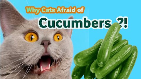 Why Cats Afraid of Cucumbers ? Try to don't laugh