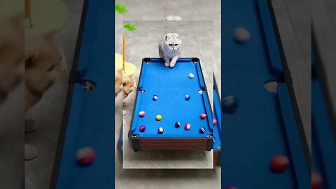 👍 Nice🙂🙂Shot#Cat#Playing@£Billiards#Short#viral #Kidscartoon562