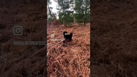 Boy and his dog #deerhunting #hunting #deer #tracking #dogtacking#bowhunting