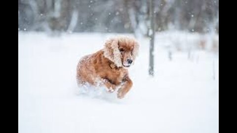 Cute PUPPY# running on the snow#