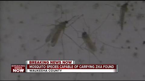 Mosquito species capable of carry Zika found in Waukesha Co.