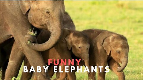 funny baby elephants 2021