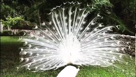 White Peacock see SHOWING OFF