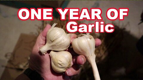 Harvesting the NEW & Preserving GARLIC from Last Year’s Crop