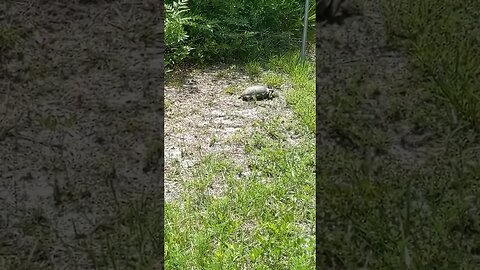 Adorable tortoise munches leafs / #FullTimeRV