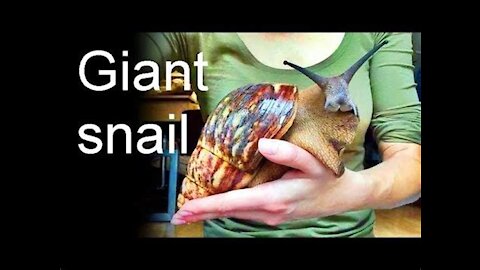 Largest Snail in the world Life cycle